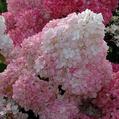 Гортензия САНДЕЙ ФРАЙЗ метельчатая  Гортензия САНДЕЙ ФРАЙЗ метельчатая в Одинцове