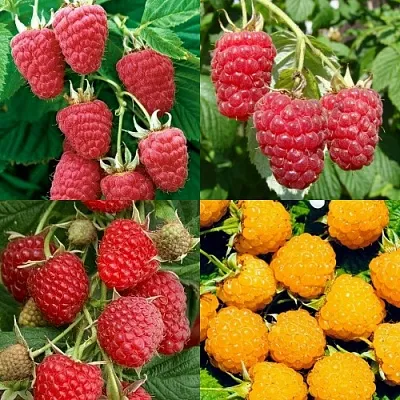 Комплект МАЛИНОВОЕ АССОРТИ в Одинцове