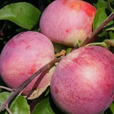 Яблоня БЕЛОРУССКОЕ МАЛИНОВОЕ  Яблоня БЕЛОРУССКОЕ МАЛИНОВОЕ в Одинцове