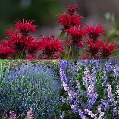 Комплект АРОМАТНЫЙ ЧАЙ в Одинцове