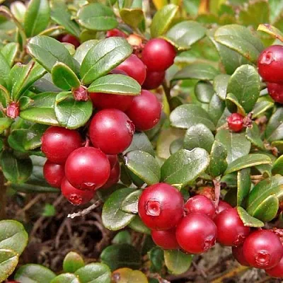 Брусника садовая АМЕРЛАНД  Брусника садовая АМЕРЛАНД в Одинцове