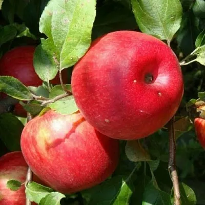 Яблоня ВАЛЕРИЯ в Одинцове