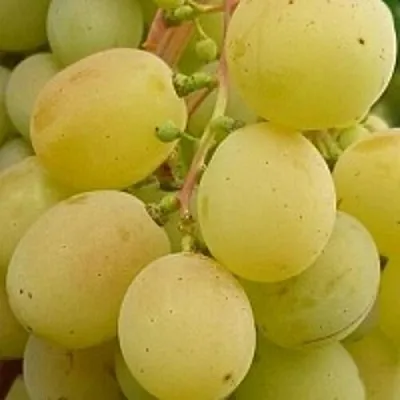 Виноград ТАЛИСМАН  Виноград ТАЛИСМАН в Одинцове