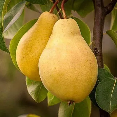 Осенние сорта  Осенние сорта в Одинцове