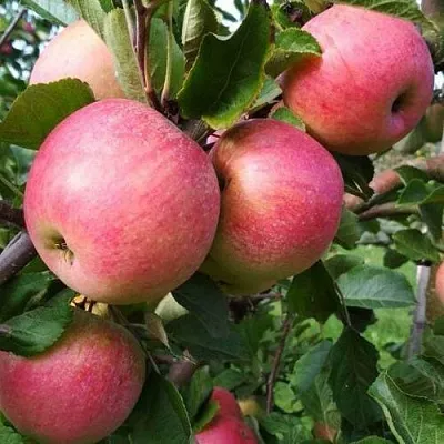 Яблоня ТЕРЕМОК в Одинцове