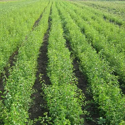 Подвой  Подвой в Одинцове