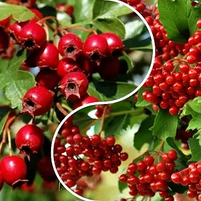 Комплект БУДЬ ЗДОРОВ в Одинцове