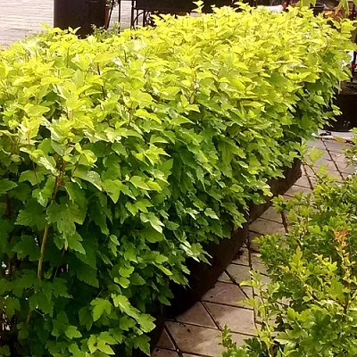 Комплект АНГЕЛ ГОЛД в Одинцове