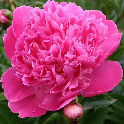 Пион ЭДУЛИС СУПЕРБА травянистый  Пион ЭДУЛИС СУПЕРБА травянистый в Одинцове