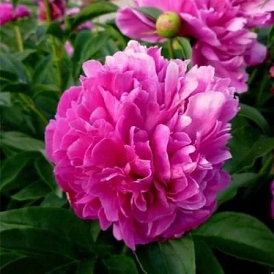 Пион ФЕЛИКС КРАУССЕ травянистый  Пион ФЕЛИКС КРАУССЕ травянистый в Одинцове