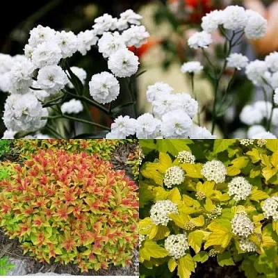 Комплект СОЛНЕЧНЫЙ МИКС в Одинцове