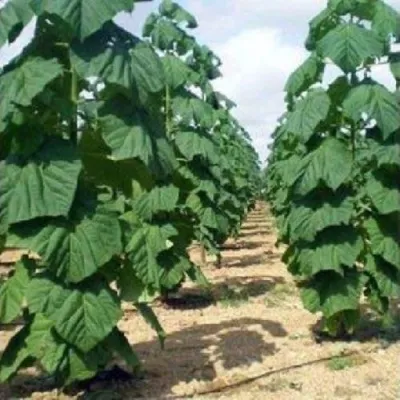 Павлония ПАО ТОГН Z07 в Одинцове