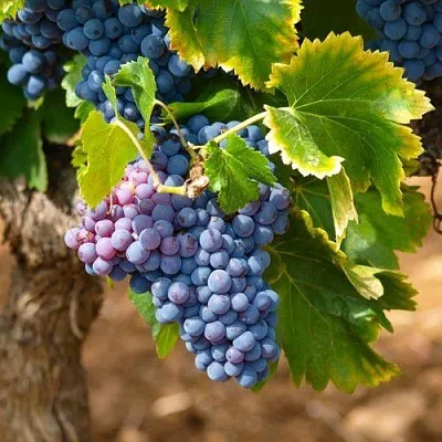 Виноград ЗИЛГА  Виноград ЗИЛГА в Одинцове