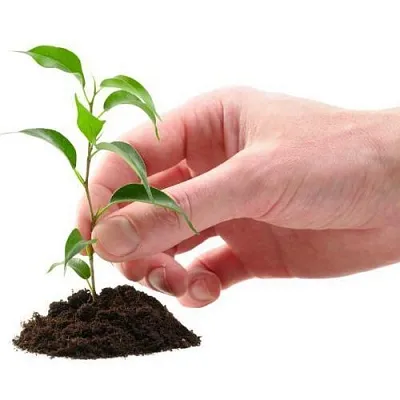 Саженцы  Саженцы в Одинцове