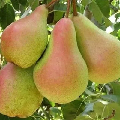 Груша ЛЕСНАЯ КРАСАВИЦА  Груша ЛЕСНАЯ КРАСАВИЦА в Одинцове