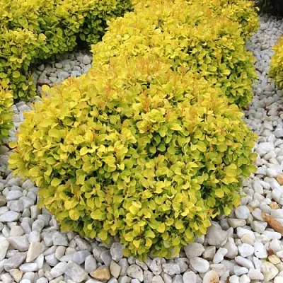 Барбарис БОНАНЗА ГОЛД тунберга в Одинцове