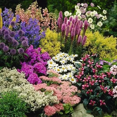 Многолетние растения  Многолетние растения в Одинцове