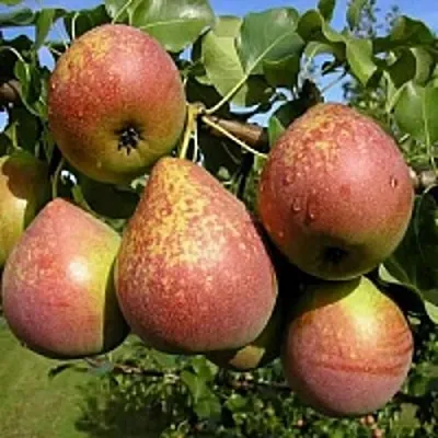 Груша МРАМОРНАЯ  Груша МРАМОРНАЯ в Одинцове