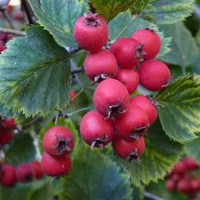 Боярышник АРНОЛЬДА  Боярышник АРНОЛЬДА в Одинцове