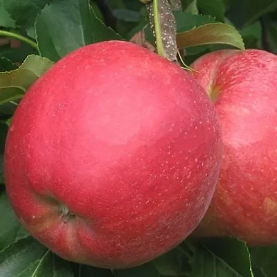 Яблоня РУБИН в Одинцове