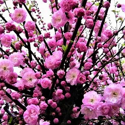 Миндаль  Миндаль в Одинцове