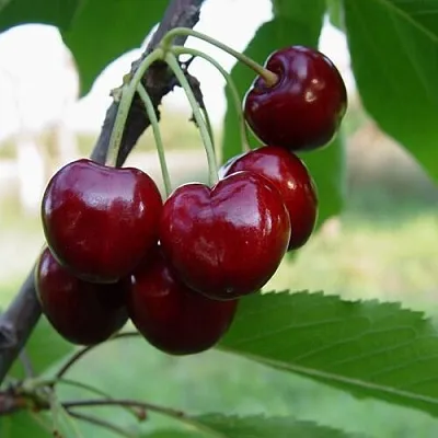 Черешня СТЕЛЛА в Одинцове