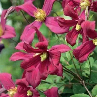 Клематис СТРОУБЕРРИ ФИЛДС  Клематис СТРОУБЕРРИ ФИЛДС в Одинцове