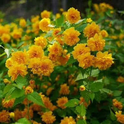 Керрия японская ПЛЕНИФЛОРА  Керрия японская ПЛЕНИФЛОРА в Одинцове