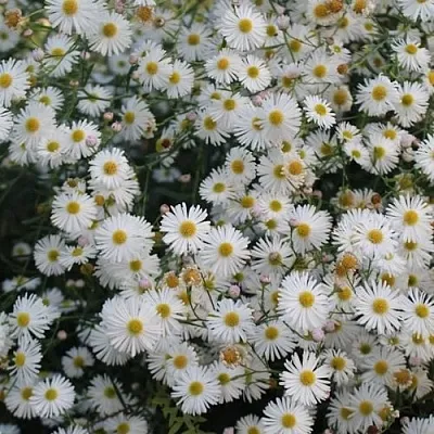 Болтония СНОУБЭНК  Болтония СНОУБЭНК в Одинцове
