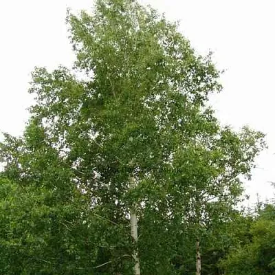 Береза бородавчатая  Береза бородавчатая в Одинцове