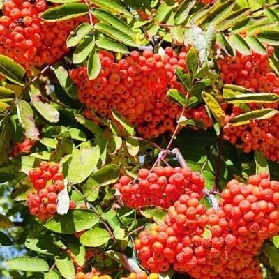 Рябина СОРБИНКА сладкоплодная — описание сорта Рябина СОРБИНКА сладкоплодная в Одинцове