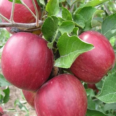 Яблони Московское Ожерелье колонновидная в Одинцове