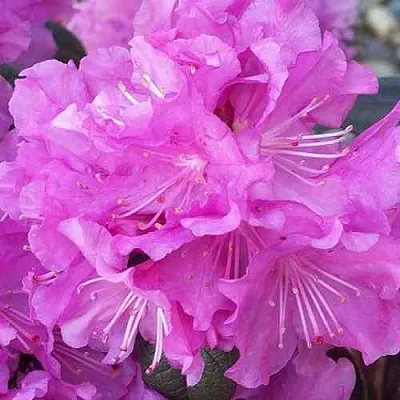 Рододендрон П.Ж.М. ЭЛИТ  Рододендрон П.Ж.М. ЭЛИТ в Одинцове