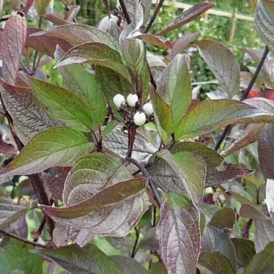 Дерен КЕССЕЛЬРИНГИ  Дерен КЕССЕЛЬРИНГИ в Одинцове