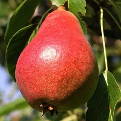 Груша НАРЯДНАЯ ЕФИМОВА  Груша НАРЯДНАЯ ЕФИМОВА в Одинцове