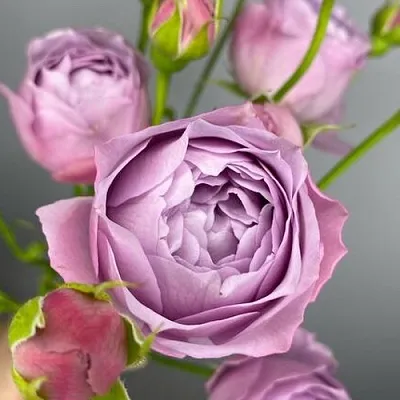 Саженцы роз ЛАВЕНДЕР БАБЛС спрей  Саженцы роз ЛАВЕНДЕР БАБЛС спрей в Одинцове