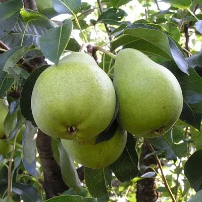 Груша МАСЛЯНИСТАЯ ЛЕТНЯЯ  Груша МАСЛЯНИСТАЯ ЛЕТНЯЯ в Одинцове