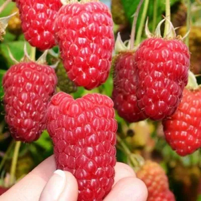 Малина МОСКОВСКИЙ ВЕЛИКАН в Одинцове