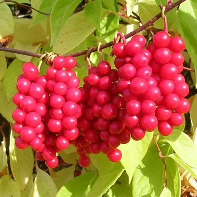 Лимонник  Лимонник в Одинцове