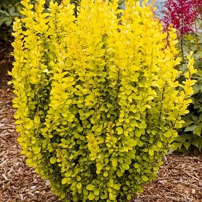 Барбарис ГОЛДЕН ТОРЧ тунберга в Одинцове