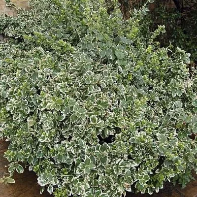 Бересклет ЭМЕРАЛЬД ГАИТИ форчуна в Одинцове