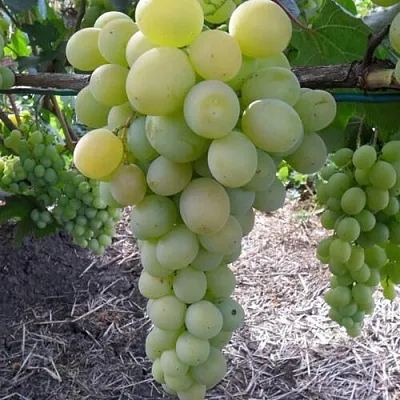 Виноград ФРУМОАСА АЛБЭ  Виноград ФРУМОАСА АЛБЭ в Одинцове