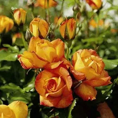 Саженцы роз САХАРА плетистая  Саженцы роз САХАРА плетистая в Одинцове