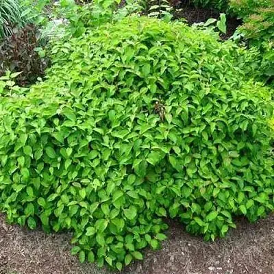 Дерен КЕЛСЕИ шелковистый   Дерен КЕЛСЕИ шелковистый  в Одинцове