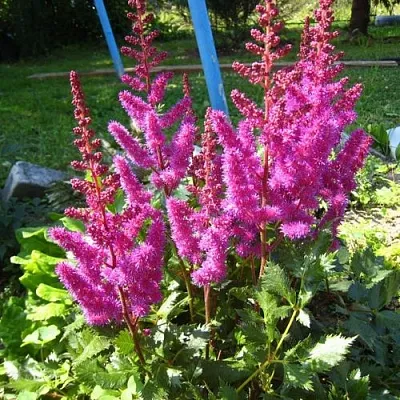 Астильба ЭЛИЗАБЕТ ВАН ВИН японская  Астильба ЭЛИЗАБЕТ ВАН ВИН японская в Одинцове