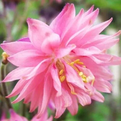 Аквилегия БАРЛОУ ПИНК гибрид МакКаны — описание сорта Аквилегия БАРЛОУ ПИНК гибрид МакКаны в Одинцове