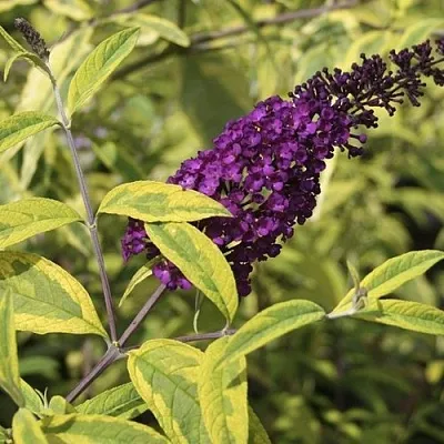 Буддлея давида САНТАНА   Буддлея давида САНТАНА  в Одинцове