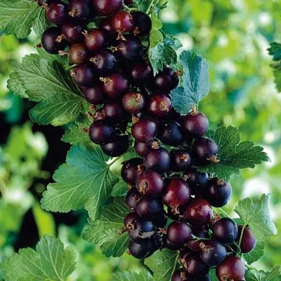 Йошта  Йошта в Одинцове