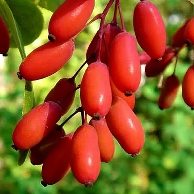 Кизил  Кизил в Одинцове