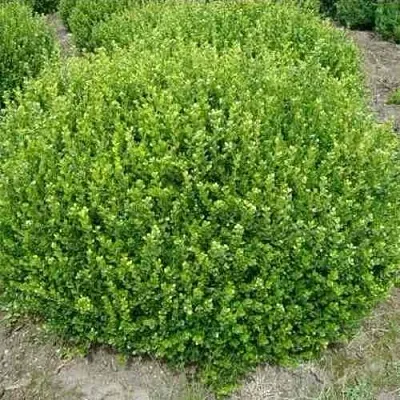 Самшит ФОЛКНЕР в Одинцове